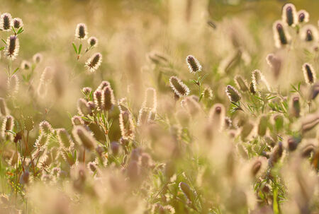 Summer flower's meadow abstract natural background