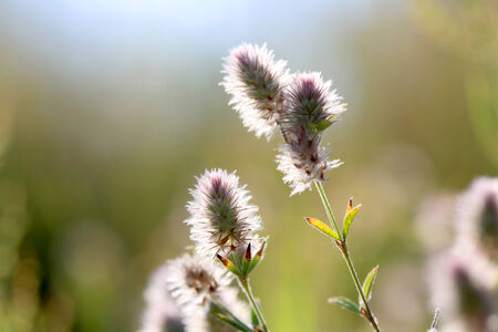 summer flower meadow - photo with shallow DOFの写真素材