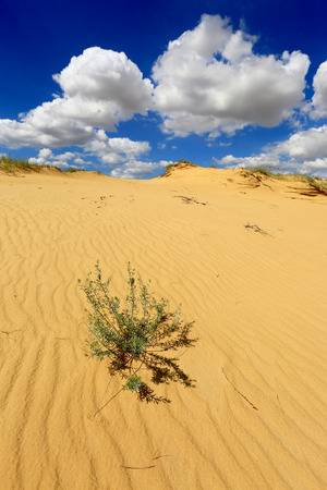 alone plant on desert sandの写真素材