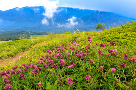 Wild flowers on mountains meaow. Crimea, Ukraineの写真素材