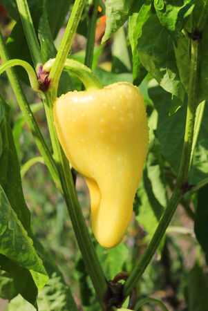 Sweet pepper on vegetable gardenの写真素材