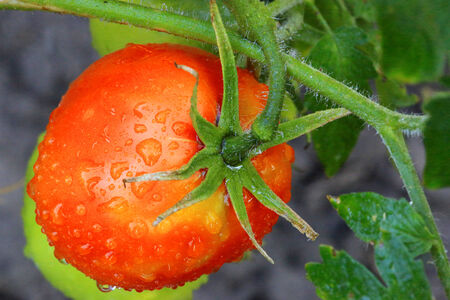 Fresh tomatoes on vegetable garden

の写真素材