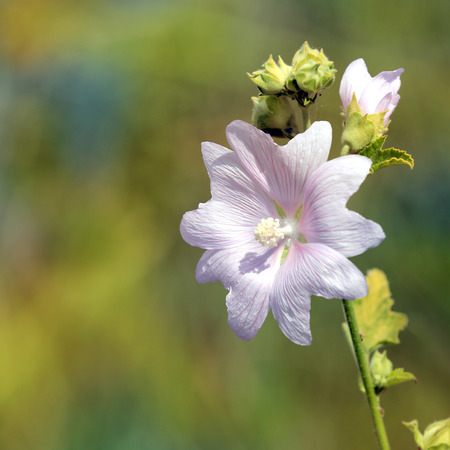 Nice mallow flower - macro photoの写真素材