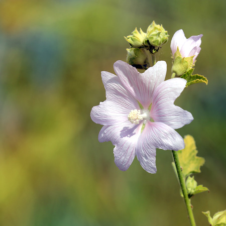 Nice mallow flower - macro photoの写真素材
