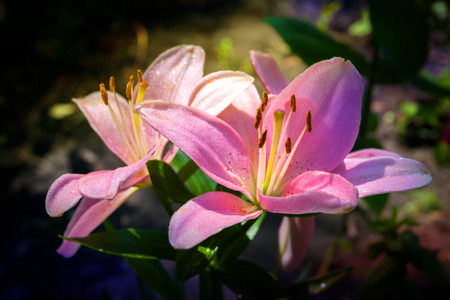 Nice flowers - photo with shallow DOFの写真素材