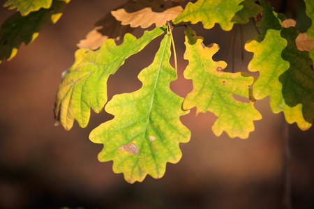 Autumn oak leafs soft photoの写真素材