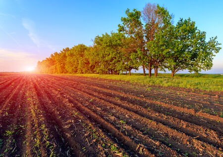 Border of ploughed agricultural field on sunset backgroundの写真素材