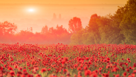 red poppy field in morning mistの写真素材