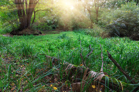 Green meadow in deep forestの写真素材