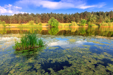 Nice summer scene on lakeの写真素材