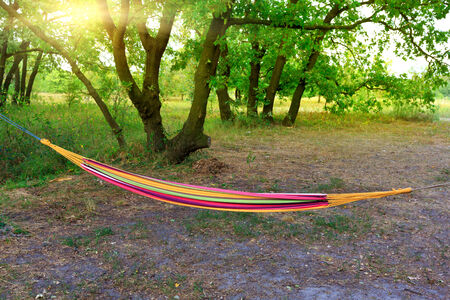hammock in summer forest campの写真素材