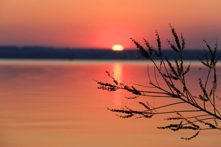 Cane twig on sunset background over waterの写真素材
