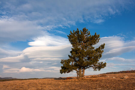 Alone pine tree on meadowの写真素材