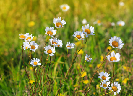 daisy wild flowers on summer meadowの写真素材