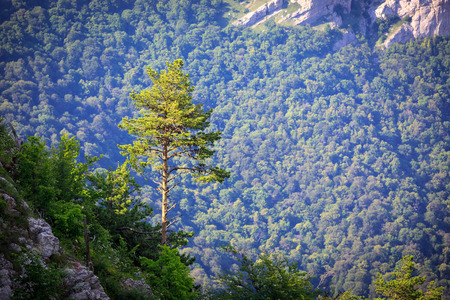 Pine tree in mountains on valley backgroundの写真素材