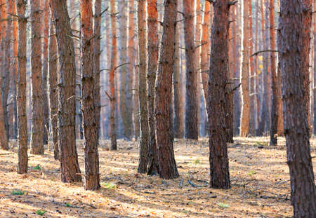 nice landscape with pine forestの写真素材