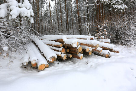 Logs under snow in forestの写真素材