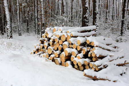 Forewood store under snow in forestの写真素材