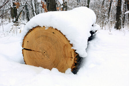 oak log under snow in forestの写真素材