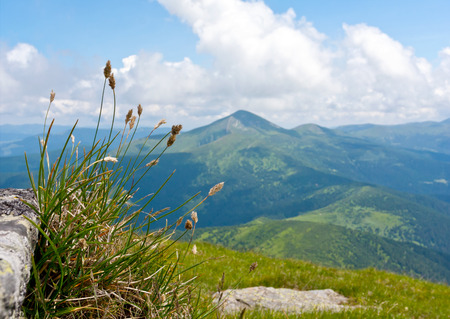 Grass on mountain meadow on Carpathians background, Ukraineの写真素材