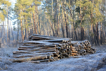 frosted wooden logs in forest