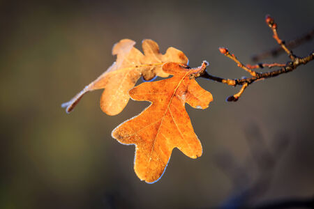 Autumn twig with nice leafsの写真素材