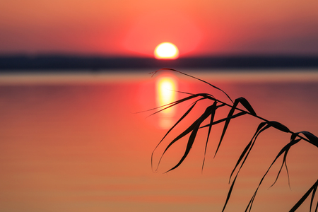 Cane on sunset over lake backgroundの写真素材