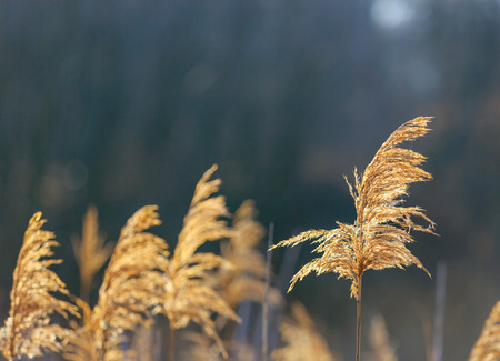 dry cane - abstract natural backgroundの写真素材