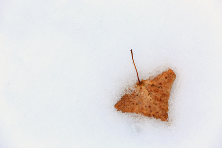 Alone autumn leaf on snow surfaceの写真素材