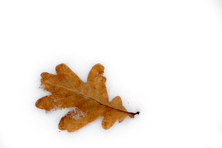 Dry oak's leaf on white snow surfaceの写真素材