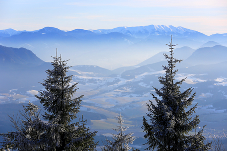 Pine trees on foggy valley in mountainsの写真素材