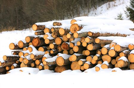 wooden logs under snow in forestの写真素材