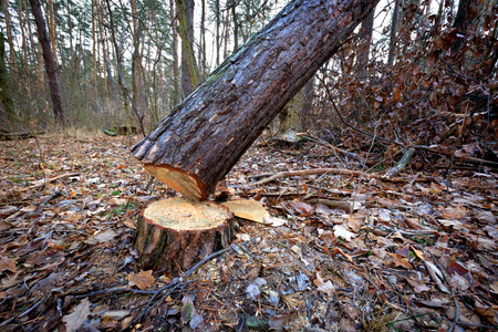 Cut down pine tree in forestの写真素材