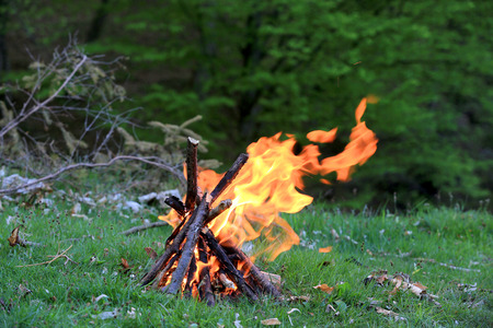 Campfire on green meadow in forest