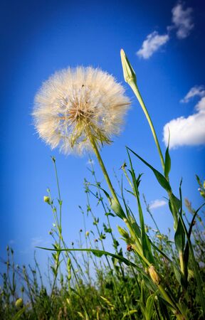 dandelion on summer meadow under nice skyの写真素材