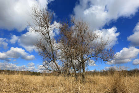 Leafless tree in dry grass at spring timeの写真素材