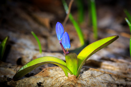 Small Spring flower - Scilla Bifoliaの写真素材