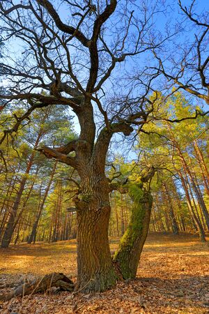 old oak tree in forestの写真素材