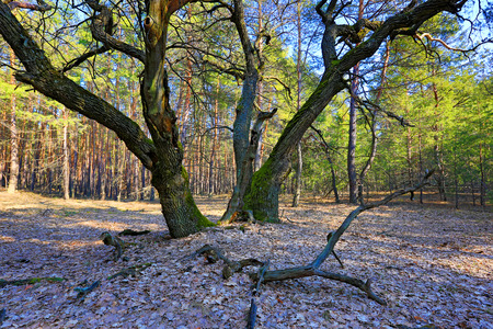Big old oak tree in forestの写真素材