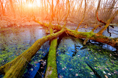 old tree on bog against sunset backgroundの写真素材