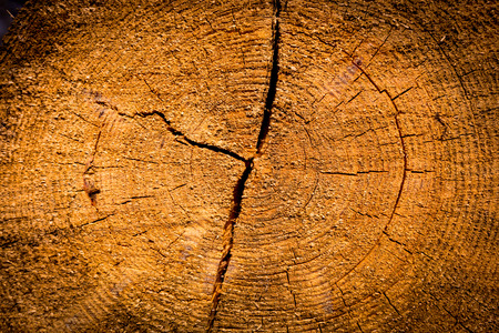 pine tree stump texture abstract natural backgroundの写真素材