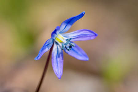 Nice Spring flower - Scilla Bifolia, macro photoの写真素材