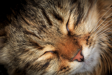 funny sleeping cat's face closeup photoの写真素材
