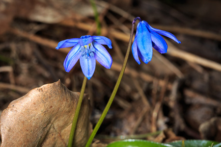 blue spring flowers in forest, Scilla Bifoliaの写真素材