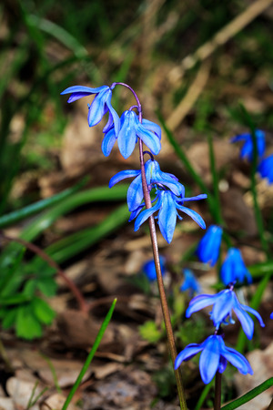 Spring flowers in flowers - Scilla Bifoliaの写真素材