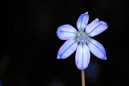 Scilla bifolia wild flower over blakの写真素材