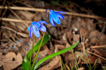 Nice first spring flowers in forestの写真素材