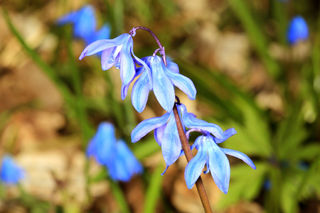 Nice scilla bifolia flower in forestの写真素材