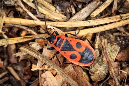 Pyrrhocoris apterus bug in forestの写真素材