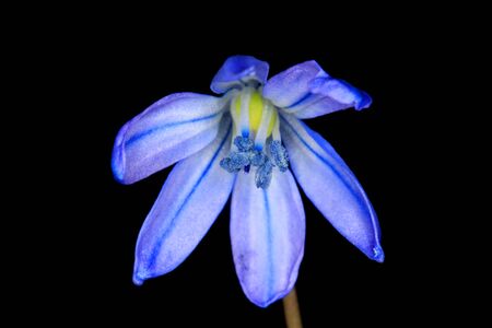 Nice scilla bifolia flower isolated on black